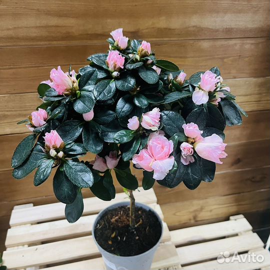 Азалии на штамбе