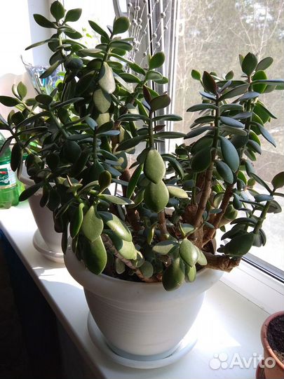 Цветок Толстянка (Денежное дерево)