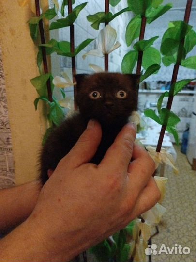 Продам кошечку