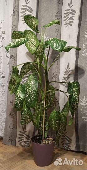 Диффенбахия