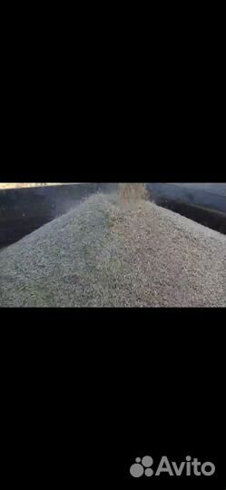 Зерно овес, пшеница, ячмень