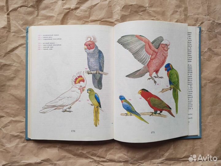 Птицы разных материков, Бёме цветные иллюстрации