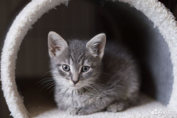 Котята (3 месяца)