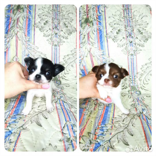 Чихуахуа девочка д/ш