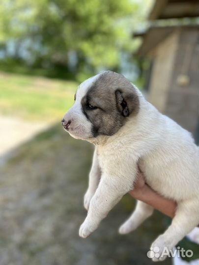 Среднеазиатская овчарка алабай щенки