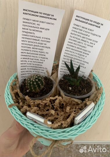 Подарочный набор из растений (эхинопсис+хавортия)