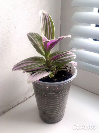 Комнатные цветы