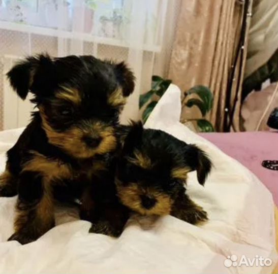 Продается мальчик