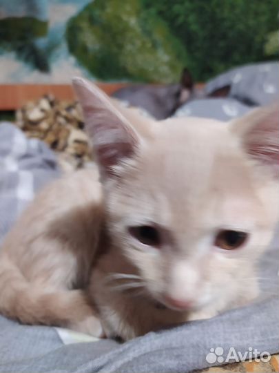 Котята игривые