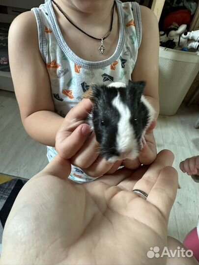 Морская свинка