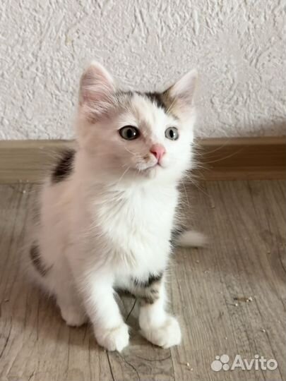 Котенок мальчик в добрые руки