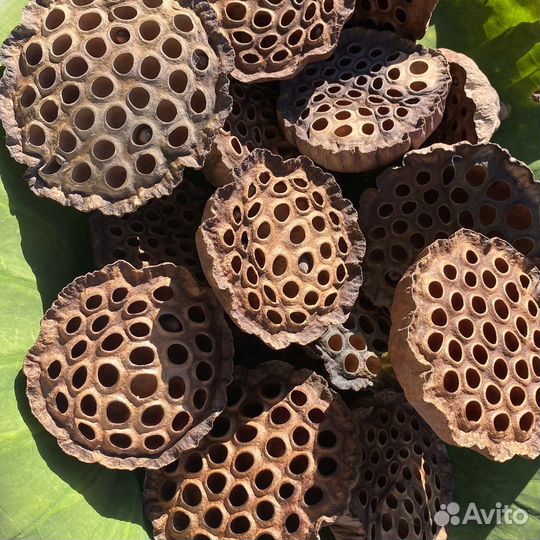 Лотос коробочки сухоцветы