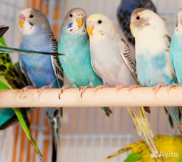 Лучшие Волнистые попугаи птенцы для Вас