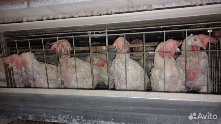 Куры несушки