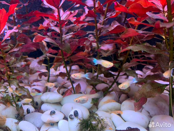 Рыбки Гуппи эндлера голубое золото, анциструсы