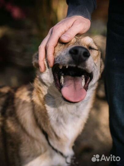 Собаки бесплатно