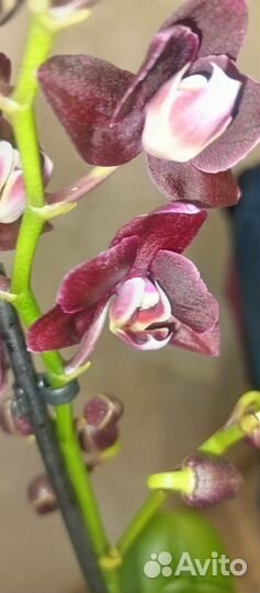 Орхидея фаленопсис