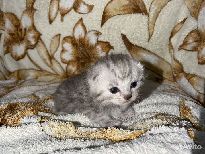 Шотландские