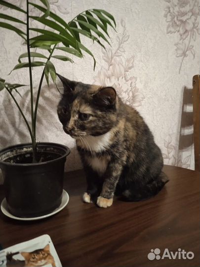 Кошка в дар