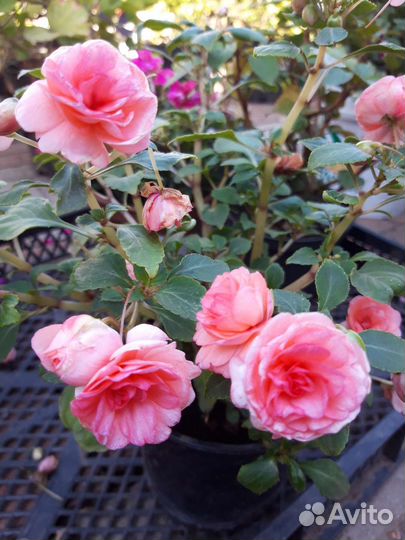 Бальзамины махровые