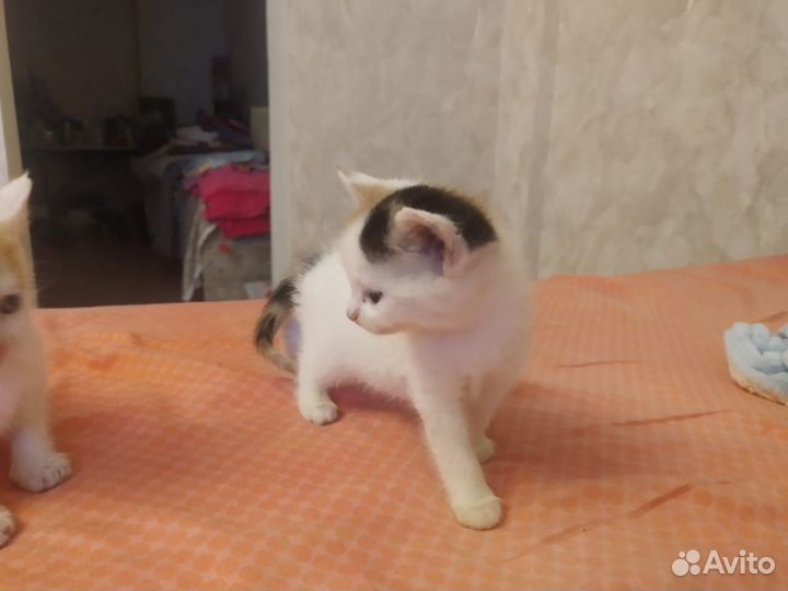 Котята в добрые руки бесплатно