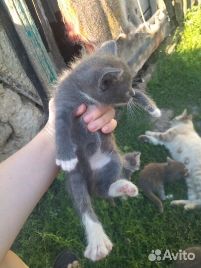 Отдам котят в добрые руки