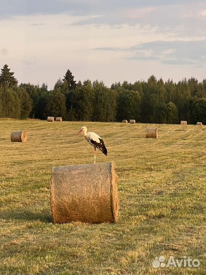 Бюджетное сено в рулонах