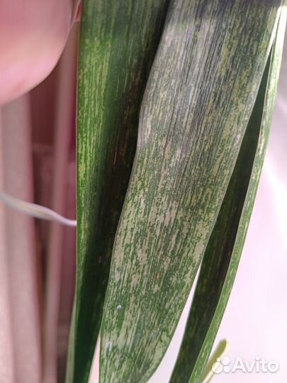 Сансевиерия Грин Рейн