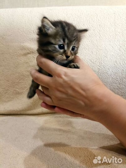 Курильский бобтейл