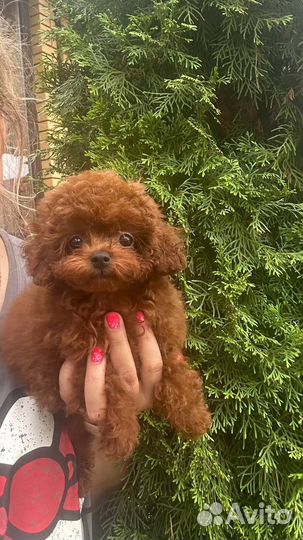 Той-пудель Тедди Китай мальчик 5,5 мес