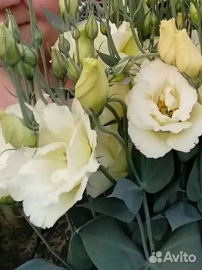 Эустома - рассада