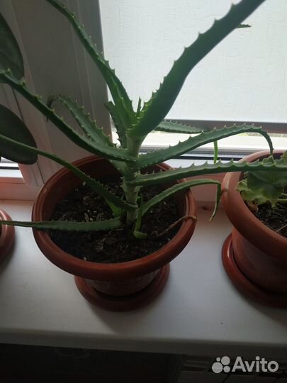 Алоэ лечебный