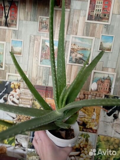 Алоэ столетник