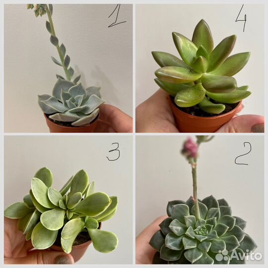 Кактусы и суккуленты