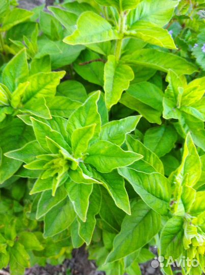 Флоксы белые, розовые, вербейник