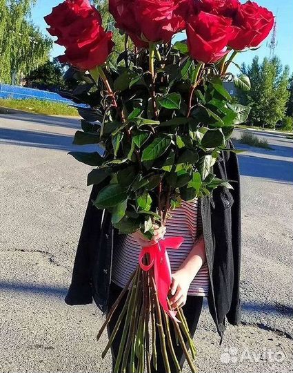 Высокие розы
