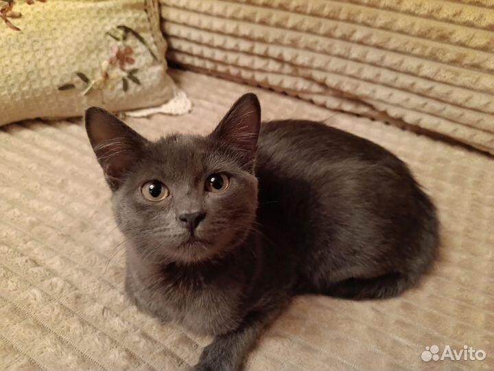 Британский котёнок