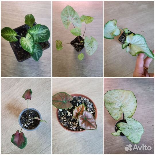 Замиокулькас, каладиум, спатифилум