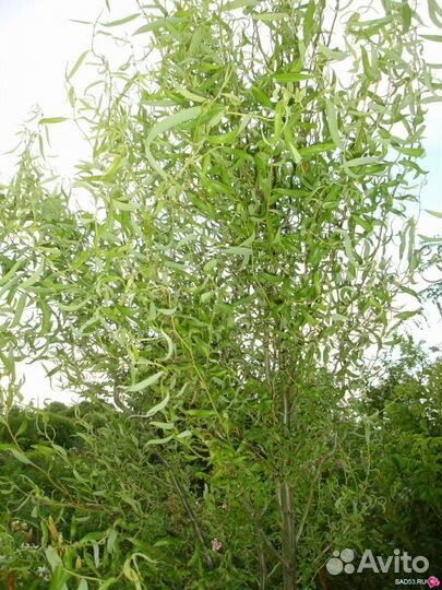 Ива извилистая Свердловская