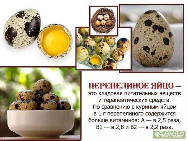Яйца домашние