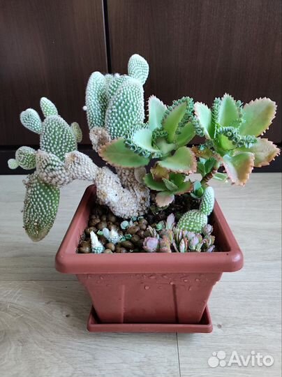Кактусы, флорариум