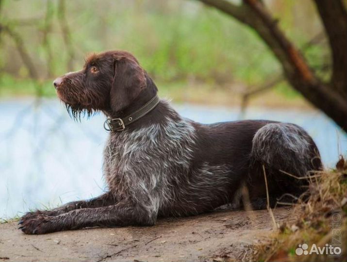 Щенки бесплатно