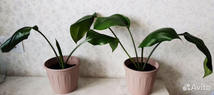 Эухарис или амазонская лилия