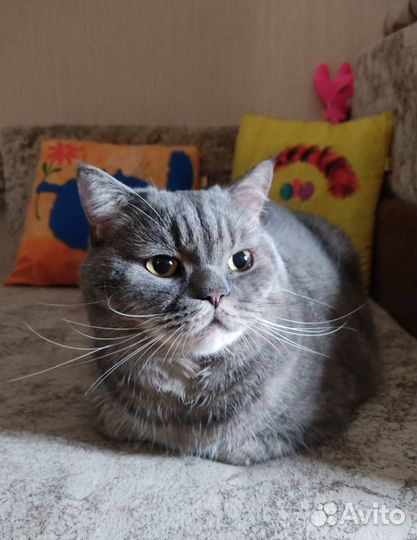 Кот в добрые руки