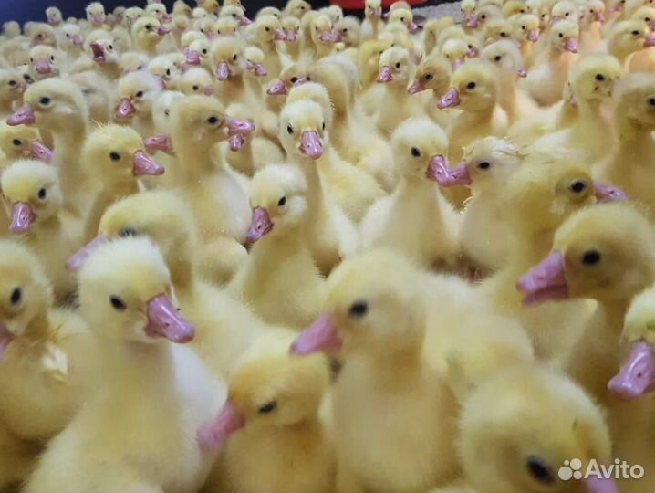 Гусята, утята, мулард и др.молодняк С/Х птицы