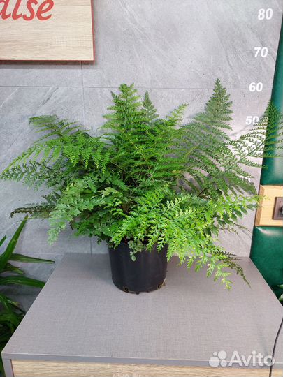 Папоротник асплениум Parvati