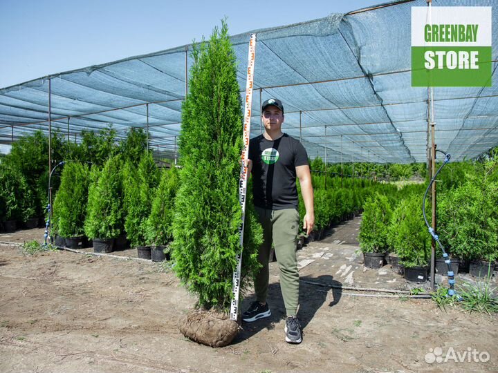 Туи смарагд 200 см свежая копка 2023