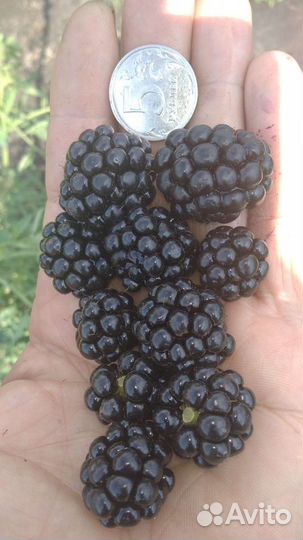 Саженцы персика, абрикоса, винограда, ежевики