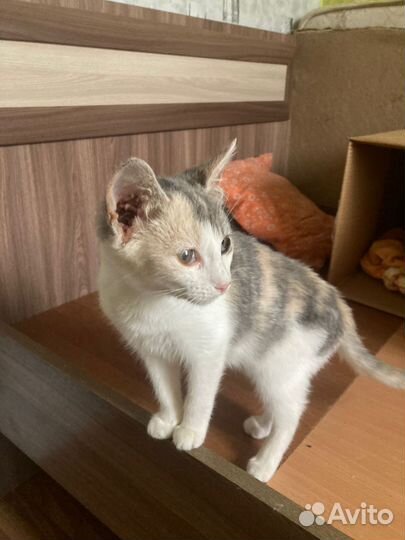 Кошки в добрые руки бесплатно