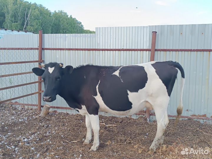 Коровы и телята